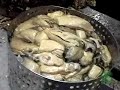 Taylor Shellfish Farms: Oyster Shucking