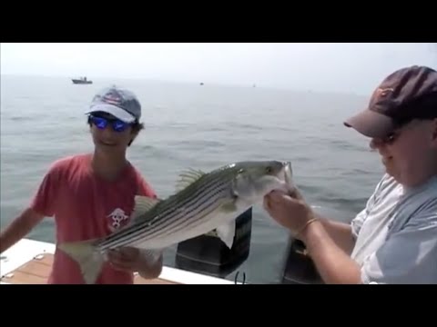 how to bleed bluefish