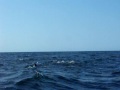 Pilot Whales