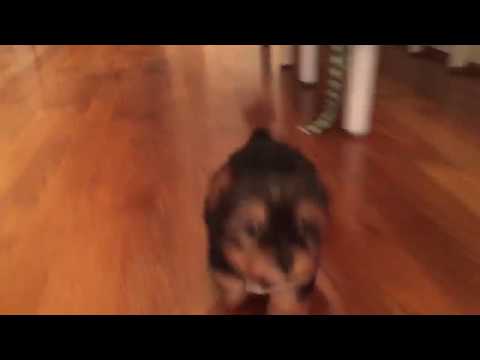 Gypsy loves to follow me around the house