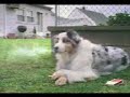 ????? funny video ????? funny video