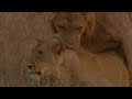 Light on mating lions Light on mating lions