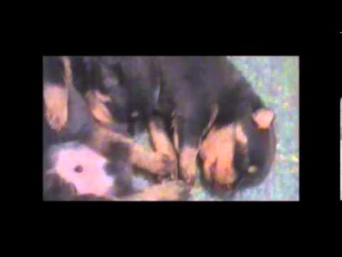Rottweiler Puppies Your Beloved