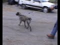 Arvo busca casa