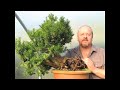 Styling Bonsai Trees - Another Skip Rat Gets it's Day
