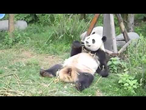lazy panda -