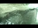 Pinguinii la gradina zoo Schonbrun
