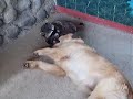 Dogs Love Raccoons!