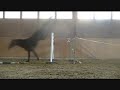 16.2hh KWPN gelding 4yo. For absolute top level sport either eventing or showjumping. Moves so well would make a top level pure dressage horse. Outstanding jump ability!!! See also moving/loose-jump video: www.youtube.com By Conterno Grande (Contender x Grannus) Conterno Grande jumps internationally at 1.60m Grand Prix under Marco Kutscher. In 2004 Conterno was placed 211th in World and 2006 placed 235th in World (WBFSH ranking list). The mother of Conterno is Grannuscka who is State Premium awarded. She has no less than 4x approved breeding stallion children of which 2x compete internationally at 1.60m Grande Prix (the second being Couleur-Rubin, the ride of Ludger Beerbaum), and 2x State Premium awarded mares. The mother of our horse is Ster awarded and has an approved AES breeding stallion child. One of her most recent offspring sold through the Elite foal auctions for 9500euro. Grandmother is Elite awarded. She has a child also by Conterno Grande who sold recently through the Elite foal auctions for 8000euro. Another of her children sold 3yrs ago for 7500euro as a foal. Greatgrandmother is Keur and Preferent awarded. She has several offspring of note including Kalypso the approved KWPN and Selle Francais breeding stallion who in 1998 was the 6yo Lanaken World Jumping Champion (he went on to jump internationally at Grand Prix), TNK the 1.50m Grand Prix showjumper, Loyant who jumps at 1.30m and to show the consistency of her offspring, two of her foals sold through the <b>...</b>