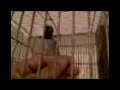 MrBufares - بلابل بو فارس نوكيا  4  BULBUL NOKIA