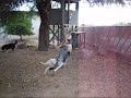 Hulla Hoop Dog!
