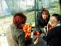 ortaca meslek yüksekokulu seracılık hasat