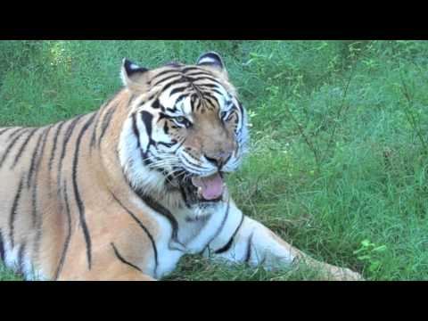 Tigers fail! Tiger vegetarian?