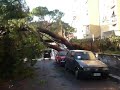 Cade albero al tuscolano 4 novembre 2008 b