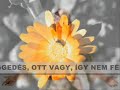 Uram a te Igéd ! Uram a te Igéd !
