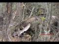 Archer's Choice Hoyt Bowhunting Highlight Reel