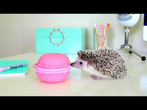 hedgehog - Cute Hedgehog Clips ~ Hedgehog Escape.