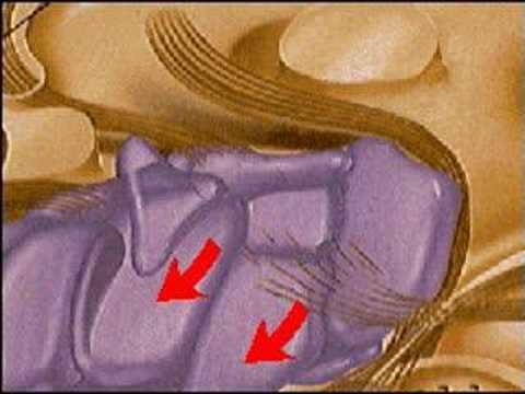 How the Body Works : Anatomy of the ...
