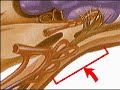 How the Body Works : Anatomy of the Hypothalamus  Anatomy Endocrine System