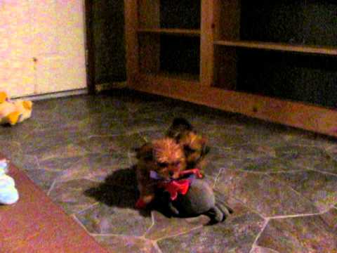 Happy Healthy Shorkie Puppies from Shorkieworld.com