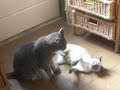 miro e spenk lottano miro e spenk lottano