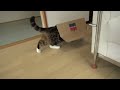 持っていくことにしたねこ。-maru Moves With The Box.