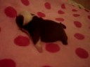 bulldog puppies   fortune city donna karan