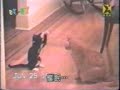 Permainan induk kucing dan anaknya