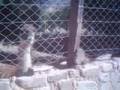 Guanaco Asesino - killer wanaco