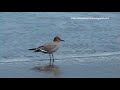 Gaviota garuma - Larus modestus - (SilvestresChile)