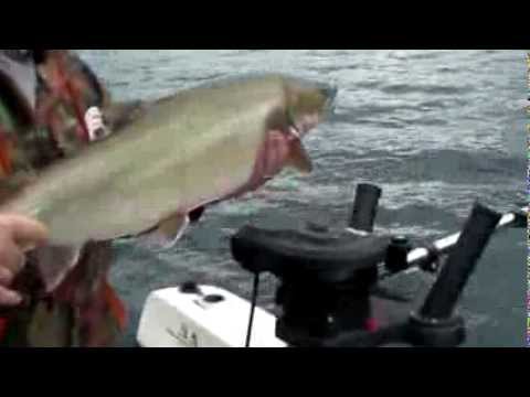 Big Bull Trout