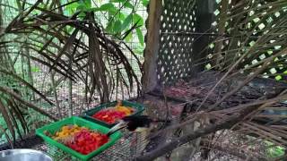 Baby Aracaris