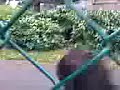 bushy111