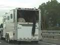 videos de Horses Ass