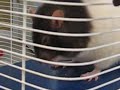 Cute Pet Rats Eating (1)