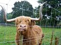 Tim Ferriss kissing hairy \"coo\" in Scottish Highlands