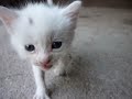 ¿DONDE ESTA MAMA ?