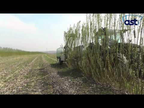 how to harvest willow
