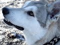 Saarlooswolfhund Onex auf dem Eis