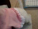 Westies get dressed up