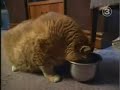 le + gros chat du monde le + gros chat du monde