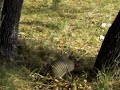 Texas Armadillo at the Trinity Ranch