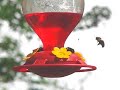 The birds & the bees.