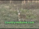 Very Nice Whitetail Buck