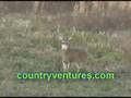 Very Nice Whitetail Buck
