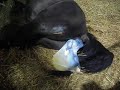 Rollestone Kharma Being Born