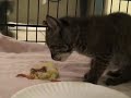 Baby Bobcat Episode 5