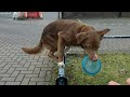 amazing acrobatic dog - some tricky balance moves