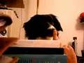 DOG SPEAKING