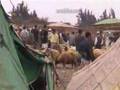 187 Morocco Rabat sheep market